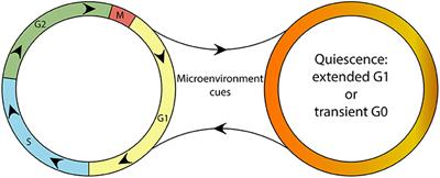 Sleeping Beauty and the Microenvironment Enchantment: Microenvironmental Regulation of the Proliferation-Quiescence Decision in Normal Tissues and in Cancer Development